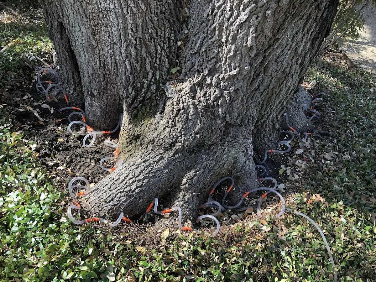 Detailed Tree Cabling and Bracing job site in Absaraka